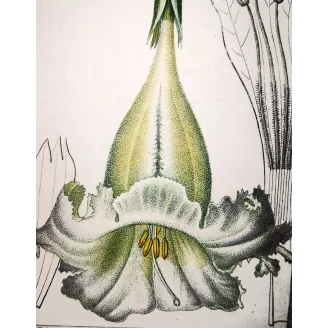 Antique Botanical Print – Pierre Jean François Turpin – Solandra grandiflora  *Solandra grandiflora* Original hand-colored engr