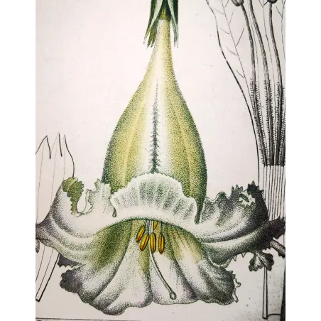 Antique Botanical Print – Pierre Jean François Turpin – Solandra grandiflora  *Solandra grandiflora* Original hand-colored engr