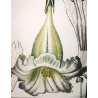 Solandra grandiflora  *Solandra grandiflora* Original hand-colored engraving by Turpin, Antique Botanical Print (c.1835)