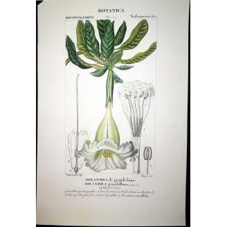Antique Botanical Print – Pierre Jean François Turpin – Solandra grandiflora  *Solandra grandiflora* Original hand-colored engr