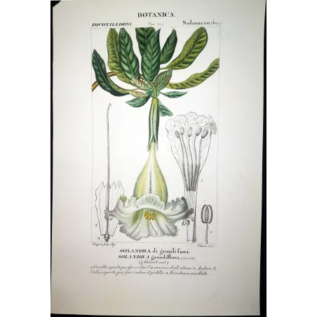 Antique Botanical Print – Pierre Jean François Turpin – Solandra grandiflora  *Solandra grandiflora* Original hand-colored engr