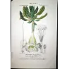 Solandra grandiflora  *Solandra grandiflora* Original hand-colored engraving by Turpin, Antique Botanical Print (c.1835)