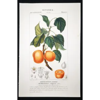 Antique Botanical Print – Pierre Jean François Turpin – Common Apricot  Armeniaca vulgaris. Antique Botanical Print original ha