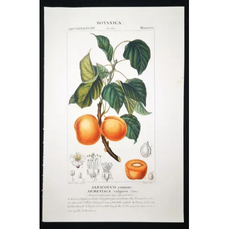Antique Botanical Print – Pierre Jean François Turpin – Common Apricot  Armeniaca vulgaris. Antique Botanical Print original ha