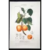 Common Apricot  Armeniaca vulgaris. Antique Botanical Print original hand-colored engraving by Turpin,  (c.1835)