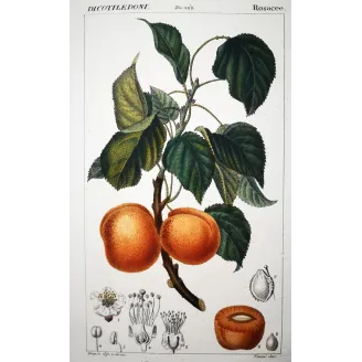 Antique Botanical Print – Pierre Jean François Turpin – Common Apricot  Armeniaca vulgaris. Antique Botanical Print original ha