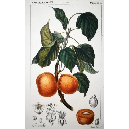 Antique Botanical Print – Pierre Jean François Turpin – Common Apricot  Armeniaca vulgaris. Antique Botanical Print original ha