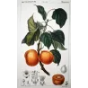 Common Apricot  Armeniaca vulgaris. Antique Botanical Print original hand-colored engraving by Turpin,  (c.1835)