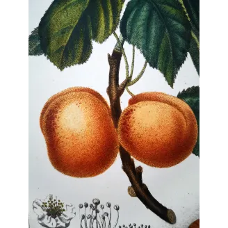 Antique Botanical Print – Pierre Jean François Turpin – Common Apricot  Armeniaca vulgaris. Antique Botanical Print original ha