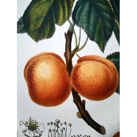 Antique Botanical Print – Pierre Jean François Turpin – Common Apricot  Armeniaca vulgaris. Antique Botanical Print original ha
