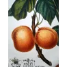 Common Apricot  Armeniaca vulgaris. Antique Botanical Print original hand-colored engraving by Turpin,  (c.1835)