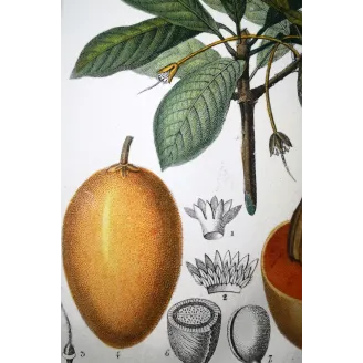 Mahua Tree – Turpin Antique Hand-Colored Engraving