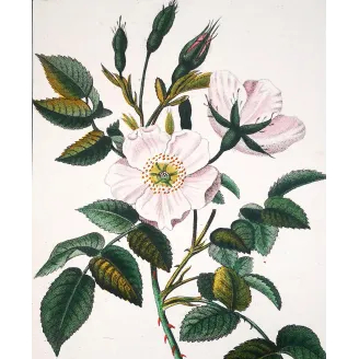 Antique Botanical Print – Pierre Jean François Turpin – Dog Rose – Rosa canina