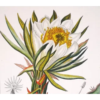 Antique Botanical Print – Pierre Jean François Turpin – Triangular Cactus  *Cactus triangularis* Original hand-colored engravin