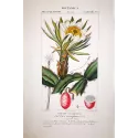Antique Botanical Print – Pierre Jean François Turpin – Triangular Cactus  *Cactus triangularis* Original hand-colored engravin