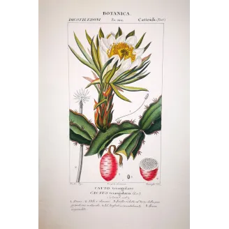 Antique Botanical Print – Pierre Jean François Turpin – Triangular Cactus  *Cactus triangularis* Original hand-colored engravin