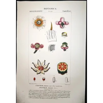 Passiflora & Clusia  Antique Tropical Flower Double Print | Prantique