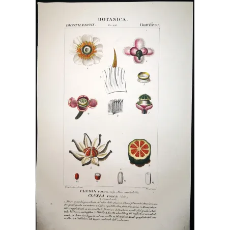 Passiflora & Clusia  Antique Tropical Flower Double Print | Prantique