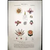 -Set with 2 -Tropical Passionflower and Clusia  *Passiflora quadrangularis* & *Clusia rosea* Turpin Antique Botanical Print