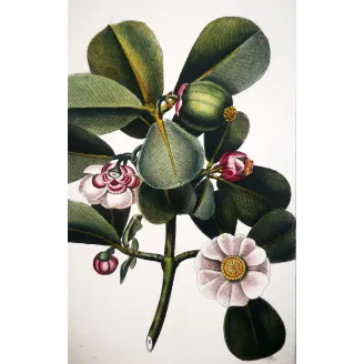 Passiflora & Clusia  Antique Tropical Flower Double Print | Prantique