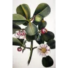-Set with 2 -Tropical Passionflower and Clusia  *Passiflora quadrangularis* & *Clusia rosea* Turpin Antique Botanical Print