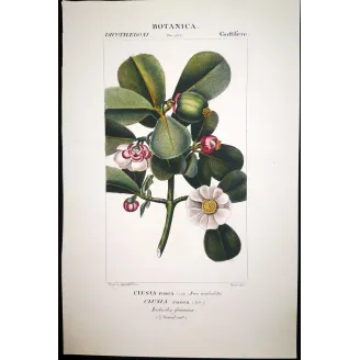 Passiflora & Clusia  Antique Tropical Flower Double Print | Prantique