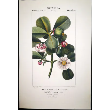 Passiflora & Clusia  Antique Tropical Flower Double Print | Prantique