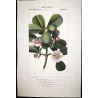 -Set with 2 -Tropical Passionflower and Clusia  *Passiflora quadrangularis* & *Clusia rosea* Turpin Antique Botanical Print