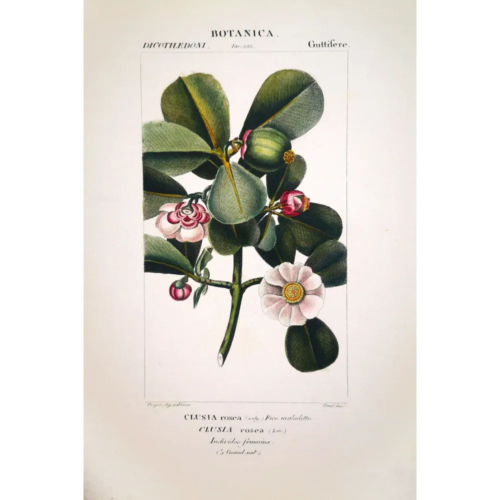 Passiflora & Clusia  Antique Tropical Flower Double Print | Prantique