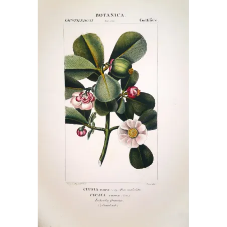 Passiflora & Clusia  Antique Tropical Flower Double Print | Prantique