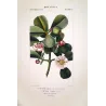 -Set with 2 -Tropical Passionflower and Clusia  *Passiflora quadrangularis* & *Clusia rosea* Turpin Antique Botanical Print