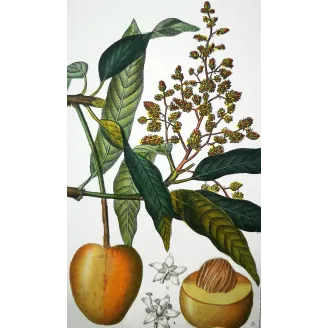 Mango – Turpin Antique Hand-Colored Engraving