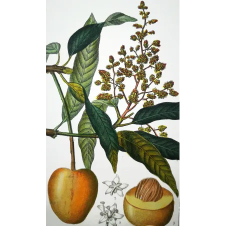 Mango – Turpin Antique Hand-Colored Engraving