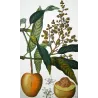 Mango  Mangifera indica. Antique Botanical Print original hand-colored engraving by Turpin,  (c.1835)
