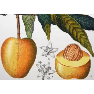 Mango – Turpin Antique Hand-Colored Engraving