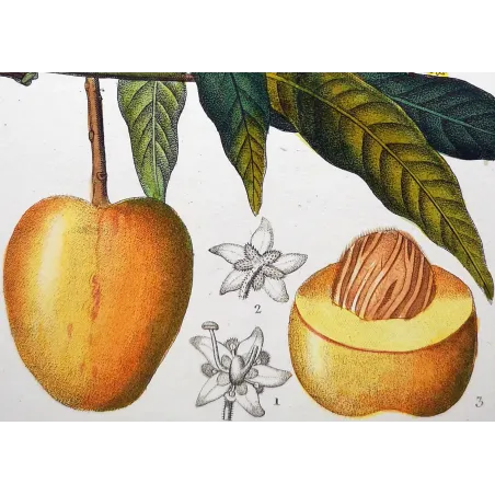 Mango – Turpin Antique Hand-Colored Engraving