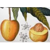 Mango  Mangifera indica. Antique Botanical Print original hand-colored engraving by Turpin,  (c.1835)