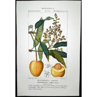 Mango – Turpin Antique Hand-Colored Engraving
