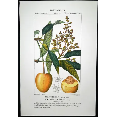 Mango – Turpin Antique Hand-Colored Engraving