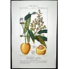 Mango  Mangifera indica. Antique Botanical Print original hand-colored engraving by Turpin,  (c.1835)