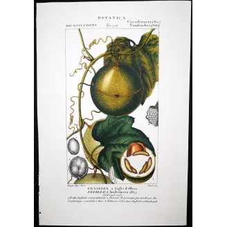 Antique Botanical Print – Pierre Jean François Turpin – Fevillea hederacea  Ivy-leaved Fevillea