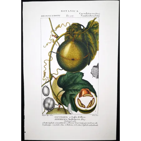 Antique Botanical Print – Pierre Jean François Turpin – Fevillea hederacea  Ivy-leaved Fevillea