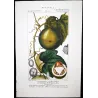 Set of 2 Fevillea hederacea  Ivy-leaved Fevillea. Antique Print original hand-colored engraving by Turpin,  (c.1835)