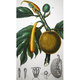 Antique Botanical Print – Pierre Jean François Turpin – Breadfruit Tree  Artocarpus incisa. Antique Botanical Print original ha
