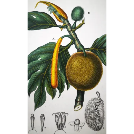 Antique Botanical Print – Pierre Jean François Turpin – Breadfruit Tree  Artocarpus incisa. Antique Botanical Print original ha