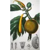 Breadfruit Tree  Artocarpus incisa. Antique Botanical Print original hand-colored engraving by Turpin,  (c.1835)