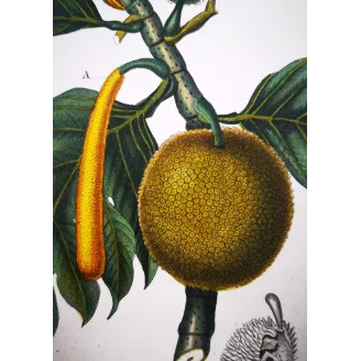 Antique Botanical Print – Pierre Jean François Turpin – Breadfruit Tree  Artocarpus incisa. Antique Botanical Print original ha