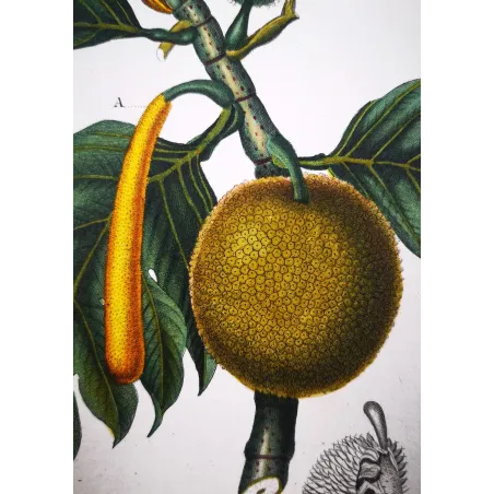Antique Botanical Print – Pierre Jean François Turpin – Breadfruit Tree  Artocarpus incisa. Antique Botanical Print original ha