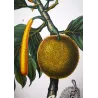 Breadfruit Tree  Artocarpus incisa. Antique Botanical Print original hand-colored engraving by Turpin,  (c.1835)