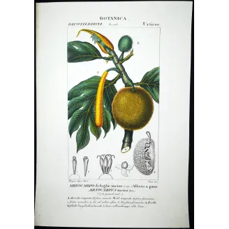 Antique Botanical Print – Pierre Jean François Turpin – Breadfruit Tree  Artocarpus incisa. Antique Botanical Print original ha